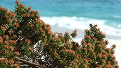 En el archipi�lago de C�es�a�n quedan camari�as�como las de la imagen