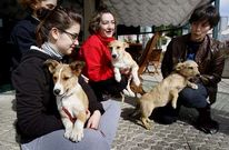 El colectivo Peludos sen Fogar de Lal�n es una de las entidades que colabora con el servicio provincial.