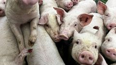 Imagen de archivo de unos lechones