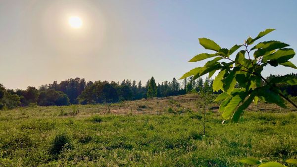 Los comuneros usan un semillero propio para impulsar la plantacin de castaos