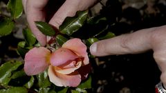 rosas pulgon