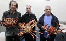 Los vencedores y un finalista posan con los ejemplares con los que concurrieron al concurso de centollo vivo de O Grove. 