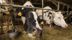 Vacas, en una imagen de archivo tomada en una granja