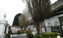 Plantas enfermas en el cementerio del Betanzos. 