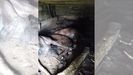 Los asturcones muertos en una cuadra de Teverga