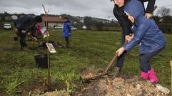 Sern plantados varios miles de castaos