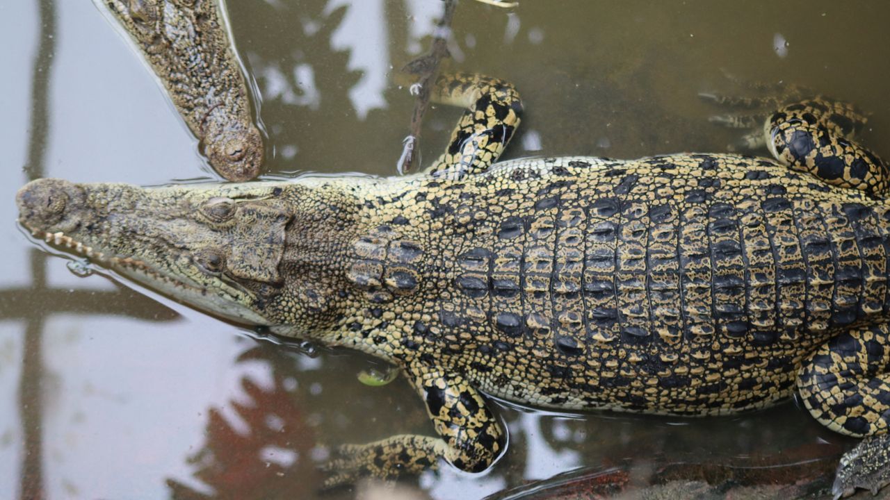 Investigan si un hombre lanzó a un niño al foso de los cocodrilos en un zoo británico