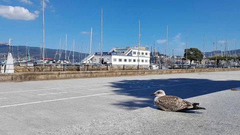 La gaviota protagonista de esta historia