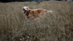 Perro en un campo de hierba alta