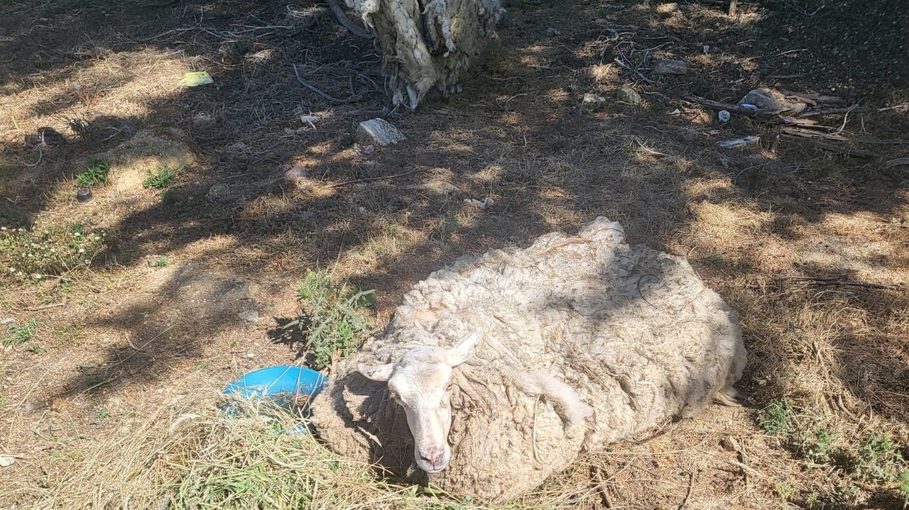 Una Oveja Agoniza Durante Cinco D as Abandonada En Una Finca De Vilagarc a una-oveja-agoniza-durante-cinco-d-as-abandonada-en-una-finca-de-vilagarc-a