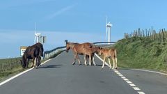 Los caballos atraviesan la carretera DP-2205, que va de A Pedra (Cari�o) a San Andr�s de Teixido (Cedeira)