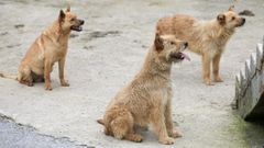 perros 