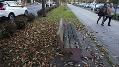 Llega el oto�o a los �rboles de la ciudad. Elvi�a