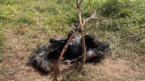 El animal fue encontrado atado de una forma inveros�mil a un �rbol.