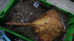 La imagen evidencia las diferencias entre la raya com�n en A Mari�a y la albina capturada por un barco de artes menores, descargada en la lonja de Celeiro y adquirida por Peixes Grallal