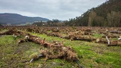 rboles tumbados por el agua