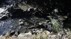 Imagen de otro vertido detectado en la zona de Betanzos