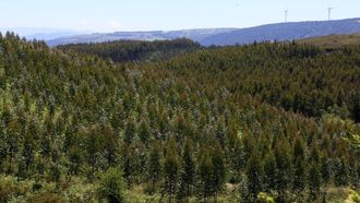 Plantacin de eucalipto en el municipio de Castroverde, en donde el Concello, gobernado por el PSOE, ha dado ya su respaldo a la asociacin que rechaza la moratoria de esa especie forestal