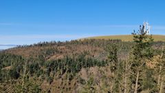 Imagen de pinar afectado por la banda marr�n en Galicia