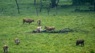 La mayor parte de la superficie acogida a ecorregimenes en Galicia practica el pastoreo