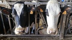 En Galicia solo hay cincuenta explotaciones de titularidad compartida