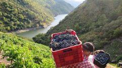 Vendimias de v�rtigo en la Ribeira Sacra