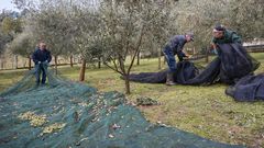 Del vareo a la almazara, paso a paso