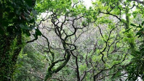 La muestra se compone de 14 cuadros