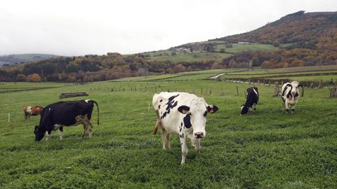 La iniciativa premiar iniciativas que mejoren la productividad y la sostenibilidad del sector lcteo