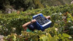 Bodegueros y viticultores votar�n el pr�ximo a�o para elegir presidente