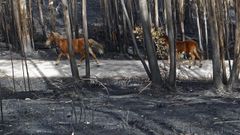 Imgenes de la Galicia abrasada por los incendios. Carballeda de Avia