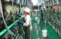 Algunos ganaderos reciben ofertas para firmar contratos por solo 23 euros el litro de leche. 