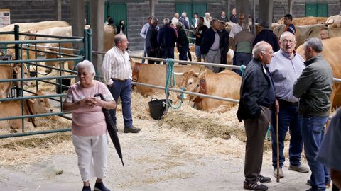 La XIII Feira de Gando Vac&uacute;n de Carne de Friol, en im&aacute;genes