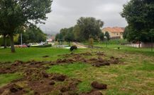 Un jabal� es pillado a plena luz del d�a en Oleiros