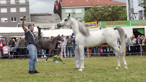 FERIA CABALLAR Y MAQUINARIA AGRICOLA EN SAN MARCOS