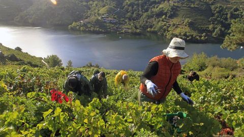 Vendima na zona de Amandi, na Ribeira Sacra.