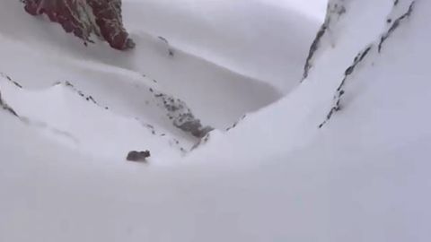 Un oso en las monta�as nevadas de Somiedo
