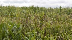 El calor y la falta de agua ha impedido el correcto desarrollo de la planta, reduciendo la productividad de las hect�reas.