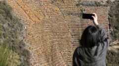Una turista hace fotos con su telfono mvil del paisaje de vias en pendiente de Doade, en el can del Sil