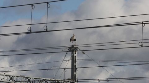 Una pareja de cig�e�as empieza a armar un nido en una de las torre de la catenaria de la estaci�n de Monforte