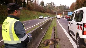 Colapso en la AP-9 por el atropello a un jabal con seis vehculos implicados