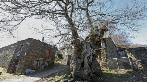 Castao centenario en la aldea de Ramil, llegando a Triacastela.