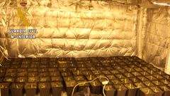 Plantas de marihuana incautadas