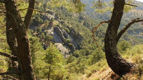 Cazorla