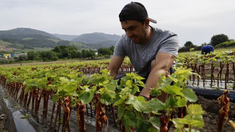 Las plantaciones. Viveros López Vid participó en la recuperación de la variedad godello produciendo las primeras plantas de esta uva. Hoy en día, estas se venden en muchas zonas del mundo.