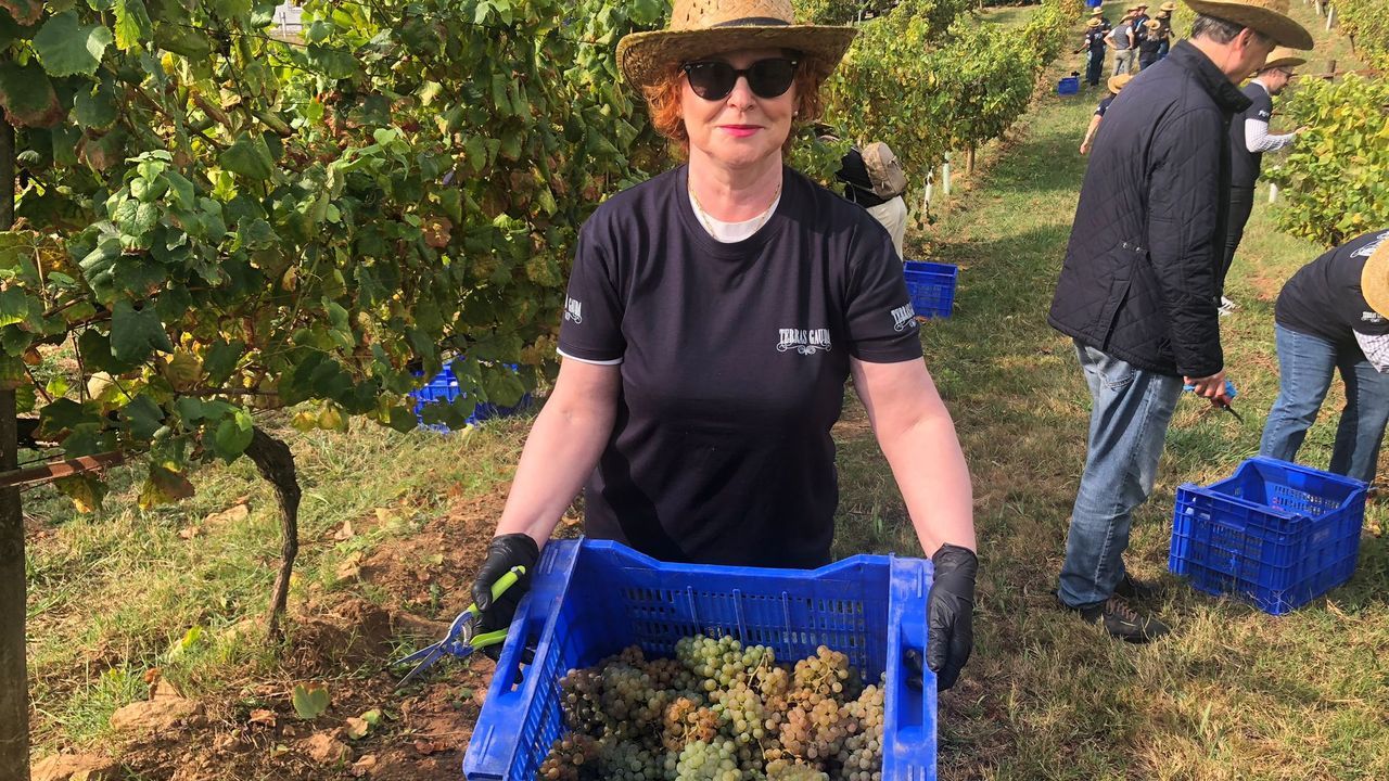 Coge el autobús de la vendimia y disfruta del vino Rías Baixas desde la parra hasta la copa