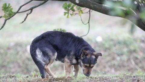 perro.Un total de 377 perros y gatos fueron reclamados en el servicio del consorcio por sus due�os