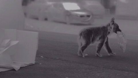 Programa De Radioseguimiento De Osos Pardos Habituados en Asturias