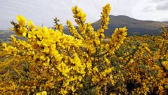 La naturaleza barbanzana se rebela contra el mal tiempo y luce color primaveral