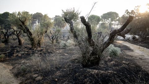 Efectos del incendio forestal de la sierra oeste de Madrid, en la finca La Granjilla, a 26 de julio de 2026, en Cadalso de los Vidrios, Madrid 